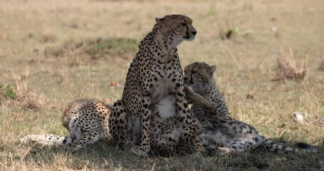Wall Mural - a cheetah family rests and observes in the savannah