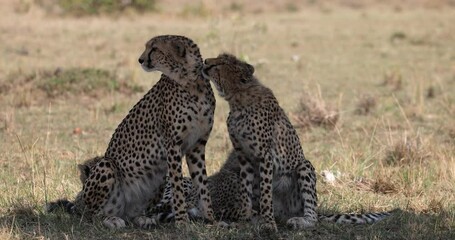 Wall Mural - a cheetah family rests and observes in the savannah