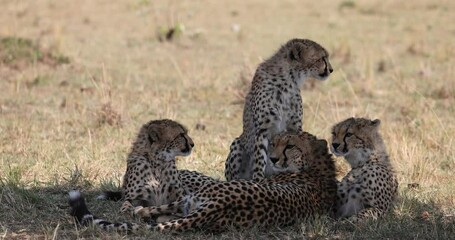 Wall Mural - a cheetah family rests and observes in the savannah