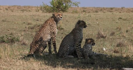 Wall Mural - a cheetah family rests and observes in the savannah
