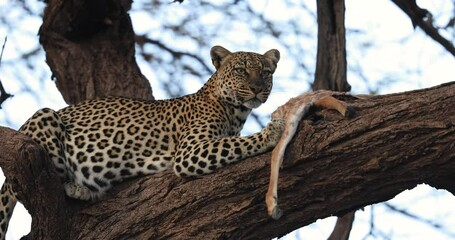 Wall Mural - a leopard eats an antelope in a tree