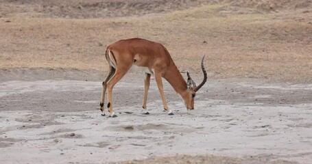 Wall Mural - An impala eats grass in the savannah