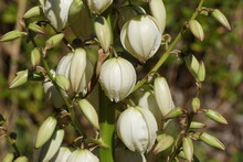 Closeup Of White Flowers Of Yucca Gloriosa 'Variegata' Variegated Spanish Dagger In A Dutch Garden. September, Summer 