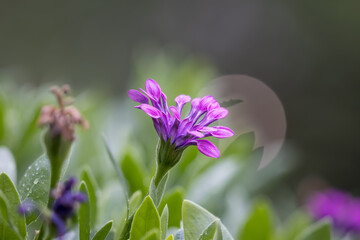 Sticker - Close up view of purple garden flower