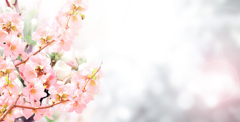 Fotomurales - Horizontal banner with Japanese Quince flowers (Chaenomeles japonica) of pink color on sunny backdrop