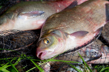 Two big freshwater common bream fish on natural background..