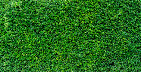 Wall Mural - small green leaves in hedge wall texture background. closeup green hedge plant in garden. eco evergr