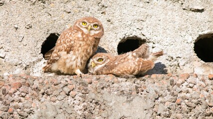 Canvas Print - Brown owl perching on a rock with a hole on the wall