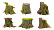 tree stumps, collection of old and overgrown stubs, isolated