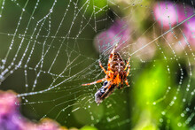Garden Cross Spider With Prey On Web