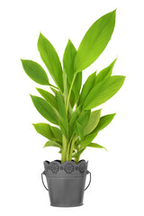 Sticker - Turmeric plant growing in metal pot. Organic nature homegrown produce, high in polyphenols, flavonoids, antioxidants. Used in cooking and herbal plant based medicine on white background.