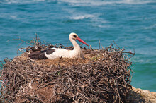 Nesting Stork, Rota Vicentina, Portugal