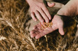 © Studiodes2Prairies - Grains de blé dur dans la main de l'agriculteur, Camargue, France