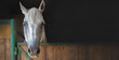 Horse in the stable. Beautiful closed white horse head, wooden door, in a stall on a black background, banner