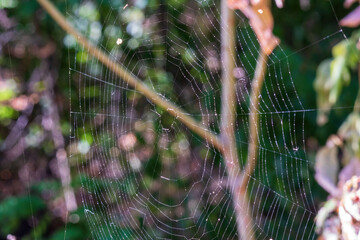 Wall Mural - spider web in the forest with purple highlights on dew drops on a sunny day
