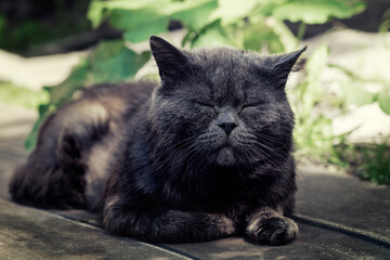 Homeless big black cat with closed eyes lying on ground outdoor