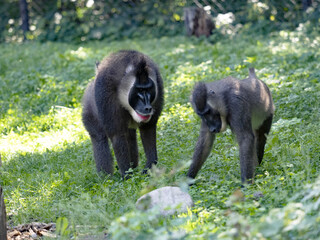 Wall Mural - An adult male Drill, Mandrillus leucophaeus, checks a female to see if she is in heat.