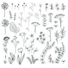 Autumn Forest Herbs And Flowers, Floral Elements Set. Vector Doodle Hand Drawn Plants And Mushrooms Isolated Design Elements.