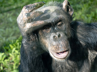 Wall Mural - Portrait of a forty-year-old female African Chimpanzee, Pan troglodytes.