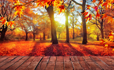 orange fall leaves on wooden floor, autumn natural background with maple trees