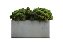 Decorative Coniferous Bush In A Concrete Pot
