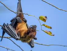 Indian Flying Fox (Pteropus Medius) Also Known As The Greater Indian Fruit Bat Hanging In Bharatpur Bird Sanctuary