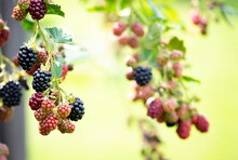 Ripe And Unripe Blackberries On The Bush