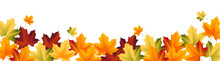 Maple Leaf  With Green Yellow Red Color For Autumn Or Thanksgiving Design