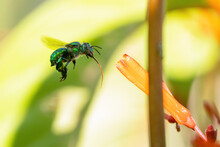 An Orchid Bee (Euglossa Sp. I Think) Flying Toward A Flower With Its Tongue Out In Sarasota, Florida.