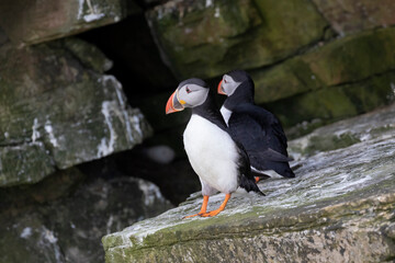 puffins (fratercula arctica) in the orkney islands