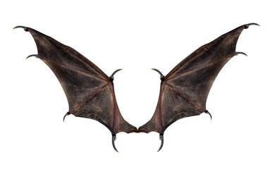 devil wings isolated on white.