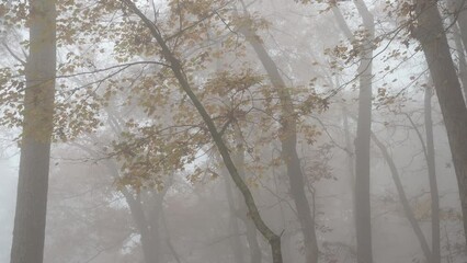 Wall Mural - Foggy misty soft light dreary morning Fall forest 