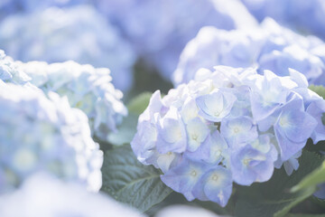 Wall Mural - hydrangea flower in close up with sunlight