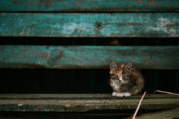 cat sitting on a bench azure blue green cat of different colors red white gray small kitten