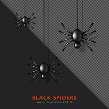 Three Black Glossy Venomous Spiders Hanging On Web. 3D Carnivorous Creepy Animal Isolated On Black And Transparent Background. Shiny Halloween Character For Decoration. Horror Concept
