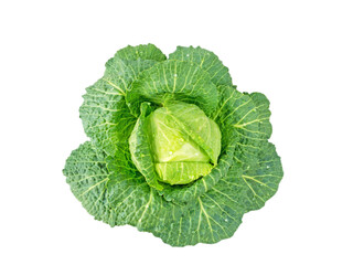 Wall Mural - Cabbage head with water drops isolated transparent png