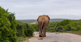 Fototapeta Perspektywa 3d - Elefant in der Wildnis und Savannenlandschaft von Afrika