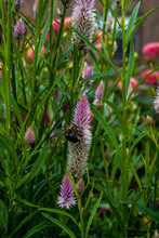 Bumblebee Is Collecting The Pollen From A Pink Flamingo Celosia Flower. 
