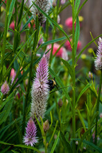 Bumblebee Is Collecting The Pollen From A Pink Flamingo Celosia Flower. 