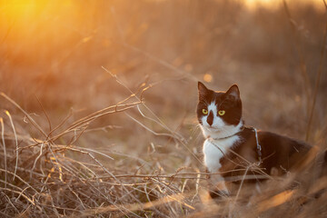 Wall Mural - A black and white cat is in the dry autumn grass at sunset.