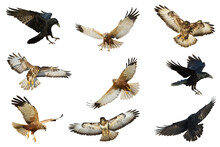 Collection Of Flying Birds Isolated On White Background Raven Common Buzzard Marsh Harrier