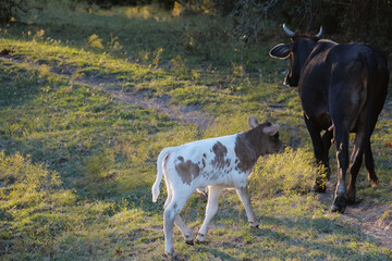 Poster - Calf following mom cow on farm during fall season in Texas.