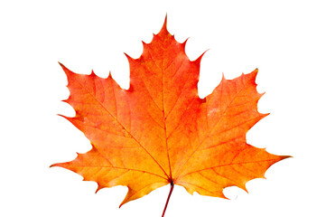 ahornblatt im herbst