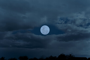 Wall Mural - full moon on sky with clouds and tree branch silhouette in the night.
