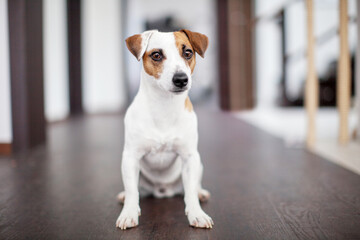 Canvas Print - Dog at home