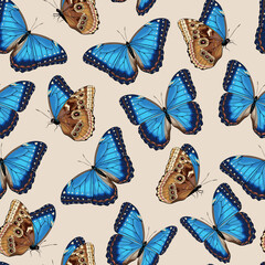 Wall Mural - Vector pattern with high detailed tropic butterfly