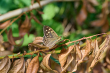 Brown Drawn Butterfly On Brown Leaf, With Green Background