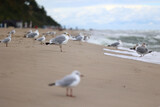 Fototapeta Fototapety z morzem do Twojej sypialni - Ptak mewa na plaży  nad morzem na tle nieba.
