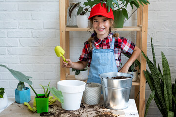 Girl transplants a potted houseplant philodendron into a new soil with drainage. Potted plant care, watering, fertilizing, hand sprinkle the mixture with a scoop and tamp it in a pot. Hobby and enviro