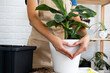 Transplanting a home potted plant banana palm Musa into a pot with automatic watering. Replant in a new ground, women's hands caring for a tropical plant, hobbies and environment